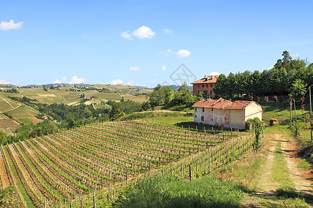 意大利北部的老农场和葡萄园图片