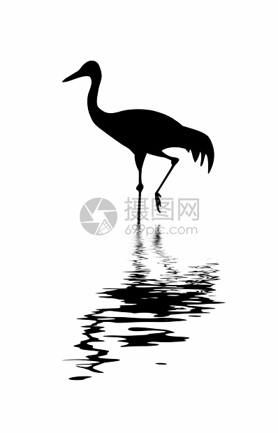 起重机的矢量轮形头发脊椎动物想像力羽毛反射艺术白色池塘野生动物荒野图片