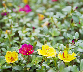 鲜花区系植物野花花坛粉色花园红色图片