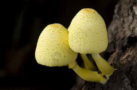 黄色蘑菇树干植物生长菌类图片