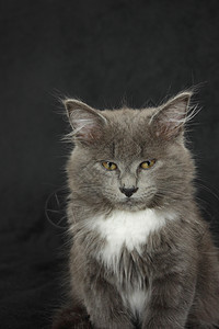 灰白小白猫特写在黑色背景上灰色柔软度毛皮哺乳动物眼睛猫科好奇心宠物晶须头发图片