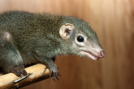 图帕亚 glis动物老鼠松鼠晶须毛皮鼻子头发好奇心小动物坚果图片