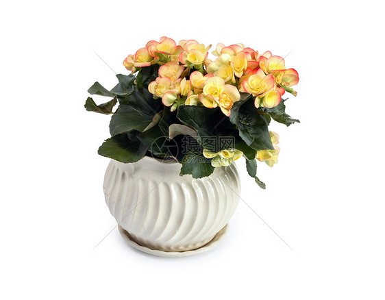 花朵中的植物铭文生长花盆花瓶盆栽种植窗花图片