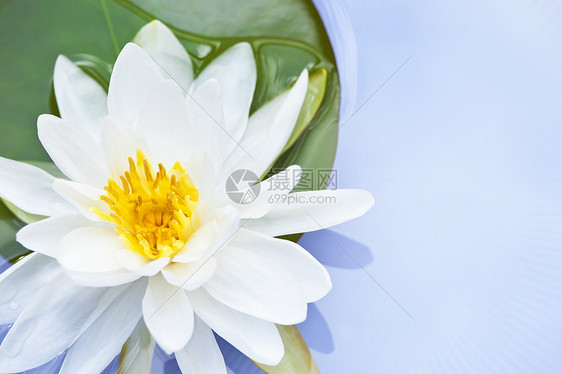 莲花软垫植物群百合植物水分活力漂浮睡莲宏观荷花图片