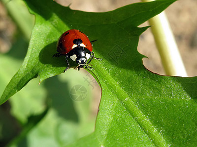昆虫甲虫红色橙子宏观绿色白色瓢虫翅膀花园动物眼睛图片