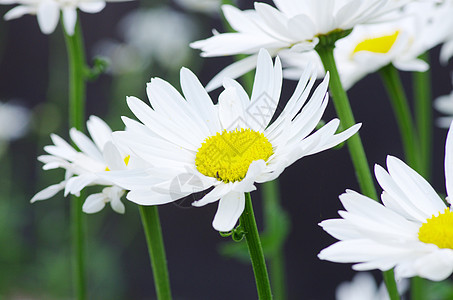 谢米米尔太阳洋甘菊牛眼草本植物草地雏菊甘菊花园生长场地图片