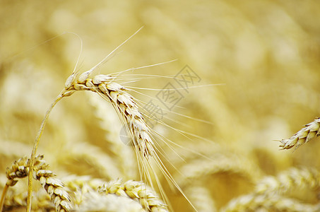 小麦季节面粉培育食物场地植物种子生产麦田粮食图片