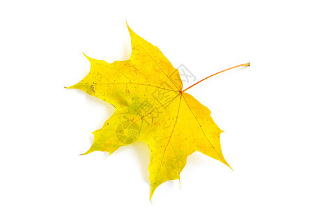 秋叶植物学桌面树木季节落叶季节性叶子森林黄色纹理图片