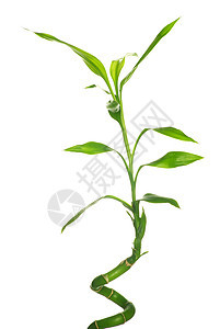 竹子活力绿色运气花园白色热带生长植物环境园艺图片