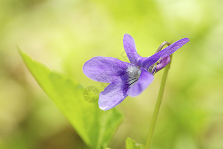 花植物花园宏观植物群毛茛阴影蓝色森林花瓣公园图片