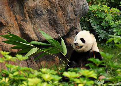 熊猫竹子白色黑色食物动物园濒危图片