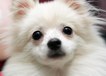 白罗马狗小狗哺乳动物舌头犬类宠物白色图片