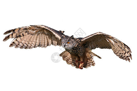 飞行猫头鹰专注速度野生动物猎物航班羽毛打猎滑行猎人冻结图片