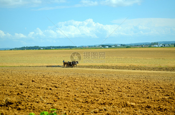 Amish 农民组织图片