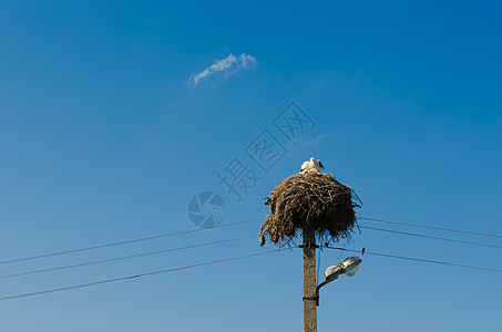 Stork 窝诞生公园生态天空夫妻飞行荒野观鸟晴天涉水图片