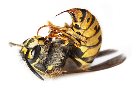 蜜蜂或黄蜂宏图片