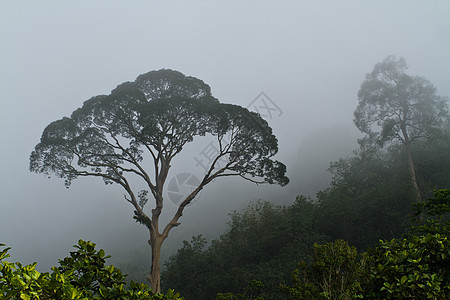 雾中的树城市风暴天气气候叶子植物森林魔法场景荒野图片
