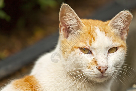 猫 近镜头虎斑说谎耳朵眼睛地面晶须乐趣宠物小猫哺乳动物图片