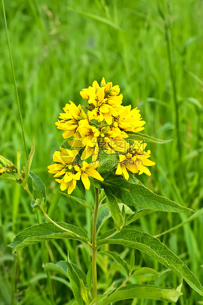 黄花叶子花期绿色荒野晴天草地植物群植物学牧草草本图片