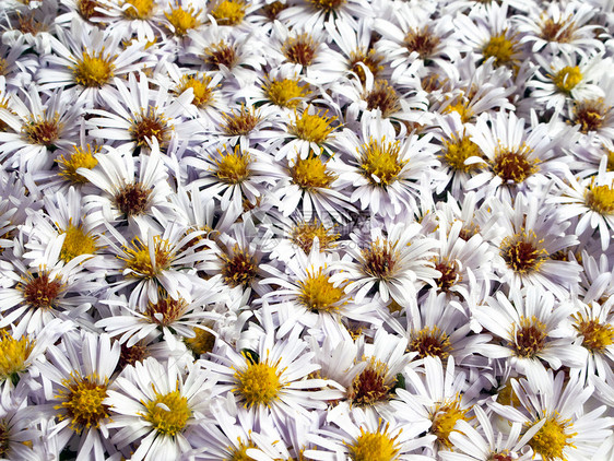 鲜花背景花束花瓣场景框架野花花园植物洋甘菊雏菊场地图片