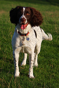 工作英语 Spaniel 在田间站立绿色白色猎犬小狗狗小狗场地图片