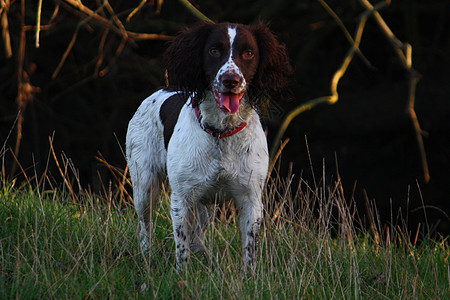 工作英语 Spaniel 在田间站立小狗猎犬小狗狗绿色场地白色图片