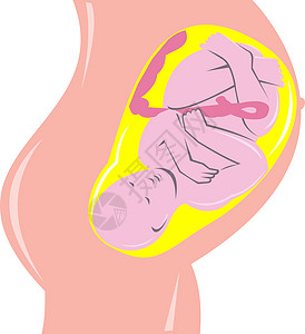 子宫内人类胎儿生长孩子插图女性木刻脐带婴儿图片