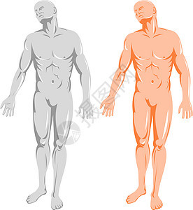 男性人体解剖立体插图男人解剖学肌肉背景图片