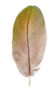 白色背景上的羽毛柔软度鹦鹉宏观金刚鹦鹉绿色黄色黑色翅膀图片