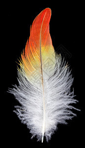 黑色背景的羽毛柔软度白色橙子翅膀金刚鹦鹉黄色鹦鹉宏观图片