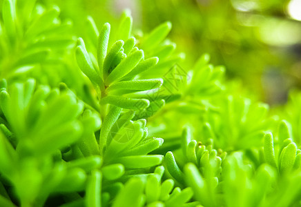 绿草墙纸活力环境院子花园植物风格植物群公园绿色植物图片