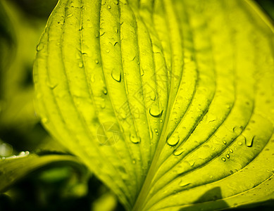 新鲜绿叶上滴水雨滴运球植物细流草本植物生长水电飞溅植物群气候图片