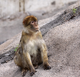 野蛮猿灵长类猴子动物动物园猕猴哺乳动物人猿岩石图片