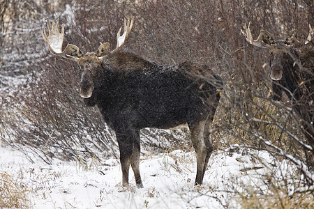 冬季的牛鹿树木森林哺乳动物男性鹿角棕色野生动物荒野毛皮架子图片