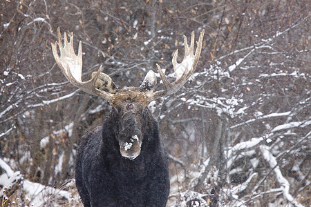 冬季的牛鹿荒野哺乳动物毛皮棕色野生动物动物男性森林架子鹿角图片