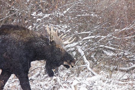 冬季的牛鹿荒野鹿角男性架子棕色森林动物毛皮野生动物哺乳动物图片