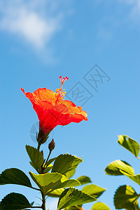 希比斯花花花坛叶子衬套红色花瓣花园树篱背景图片