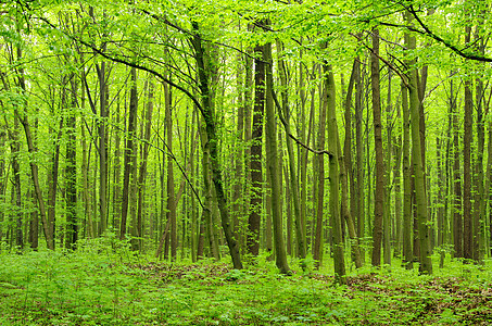 森林叶子公园环境阳光日光绿色分支机构美丽荒野木头图片