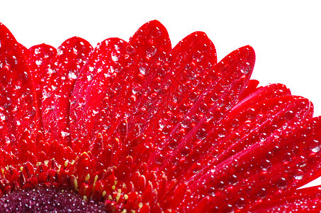 雪花花波纹植物学绿色雏菊生长洪水花瓣植物格柏红色图片