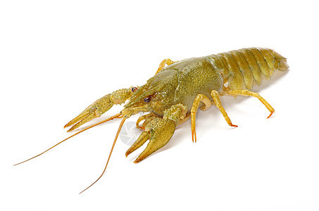 龙虾食物白色螃蟹红色海鲜午餐小龙虾美食背景图片