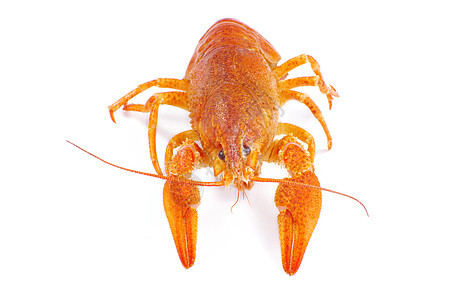 龙虾淡水食物午餐美食红色贝类眼睛天线小吃白色图片