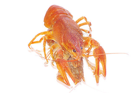龙虾海鲜食物眼睛淡水天线贝类美食红色午餐白色图片