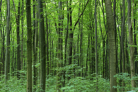 森林宏观植物树叶环境绿色树木生长叶子图片