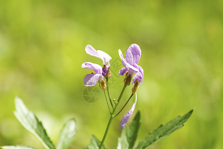 花公园花园花瓣森林毛茛植物阴影植物群蓝色宏观图片