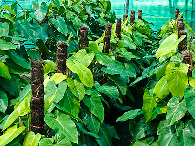 发电厂龙头植物学花盆合金材料叶子金属墙纸花园植物群图片