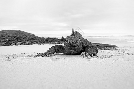 加拉帕戈斯海洋Iguana波峰岩石野生动物眼睛情调蜥蜴怪物海滩荒野脊椎动物图片