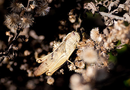 蚱蜢天线场地蟋蟀爪子料斗植物森林触角公园植物群图片