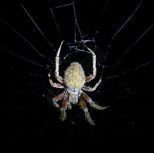 蜘蛛蛛网网络小动物白色昆虫黑色黄色棕色图片