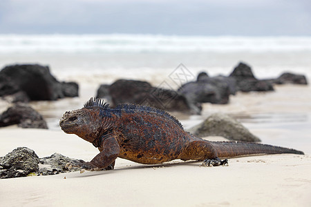 加拉帕戈斯海洋Iguana异国镜像荒野濒危蜥蜴皮肤海滩岩石海岸爬虫图片