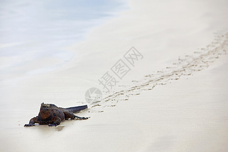 加拉帕戈斯海洋Iguana爬虫镜像生物蜥蜴脊椎动物皮肤情调野生动物动物反射图片